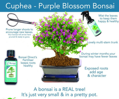 Cuphea bonsai tree care sheet