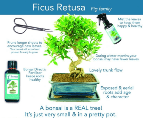 Ficus retusa bonsai tree care sheet