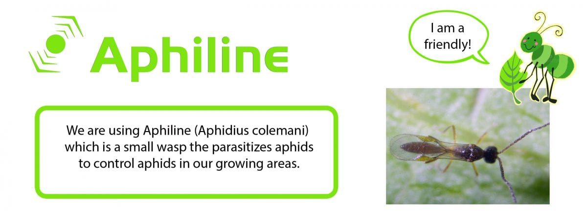 I am a friendly bio control to prevent aphid