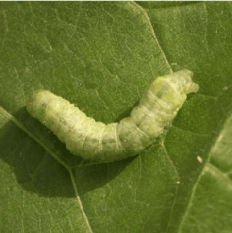Caterpillar