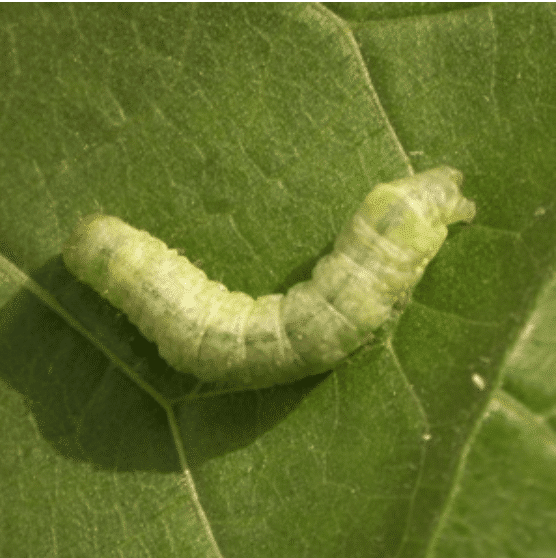 Caterpillar