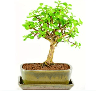 Portulacaria afra or Miniature Jade indoor bonsai tree UK