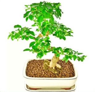 Ligustrum indoor bonsai tree UK