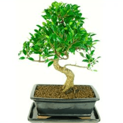 Ficus retusa indoor bonsai tree UK