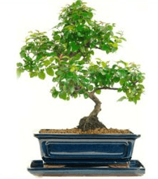 Chinese Sweet Plum or Sageretia theezans bonsai tree UK