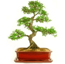 Specimen Large Bonsai tree | Chinese Elm or Ulmus parvifolia bonsai tree UK
