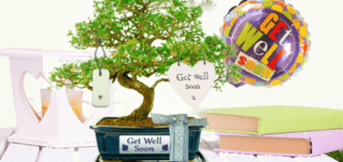 Get well soon bonsai tree gifts