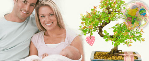 New baby bonsai tree gifts