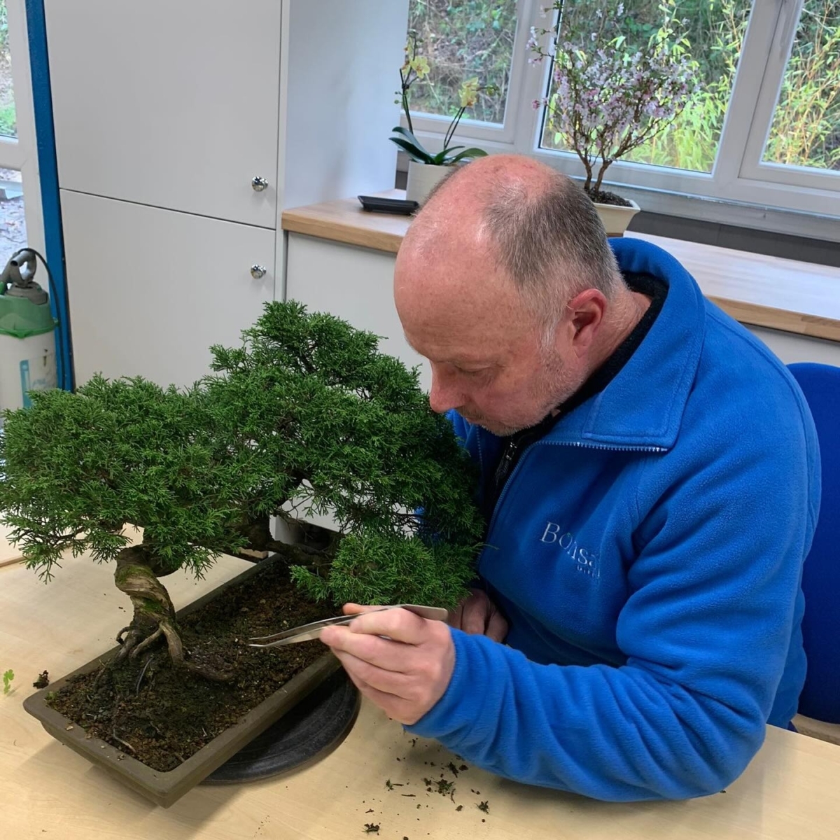 Lloyd working on Juniper bonsai tree