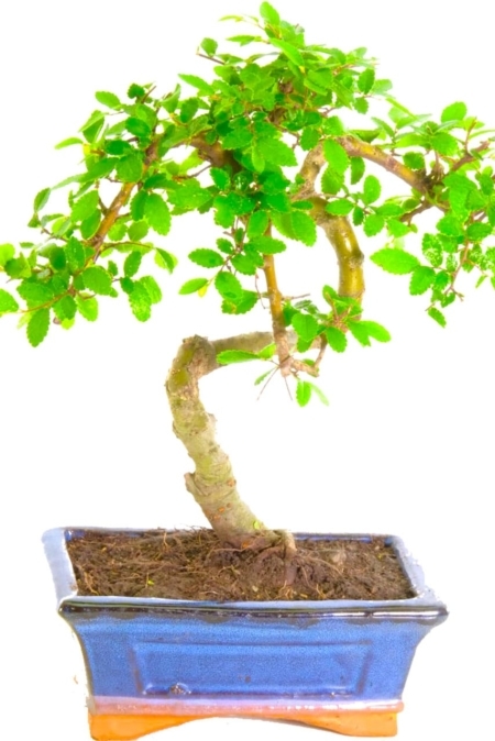 Literati Style Indoor Bonsai - Favourite of time