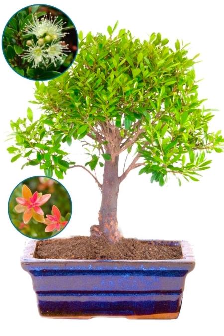 Syzygium Bonsai Tree for Indoors – Flowering Fruiting Roseapple