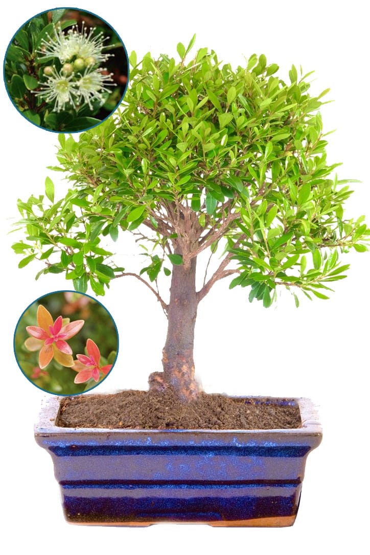 Syzygium Bonsai Tree for Indoors – Flowering Fruiting Roseapple