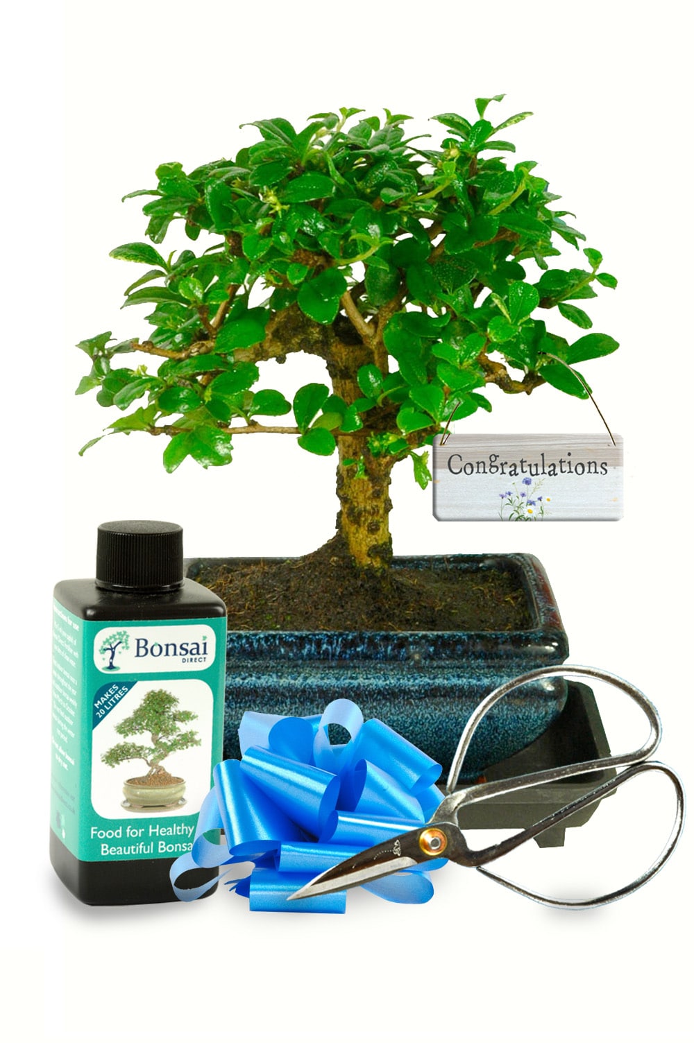Nurturing Achievement: The Congratulations Gift Bonsai—a living symbol of success, blending artistry with heartfelt recognition