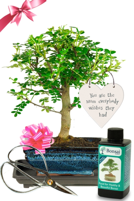 Very cute fragrant indoor bonsai mothers day gift for sale