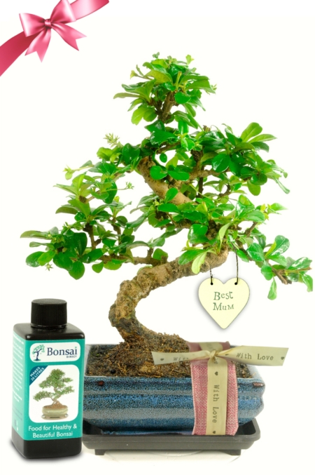 Flowering Mother's Day Bonsai Gift with Heart-Shaped Tag