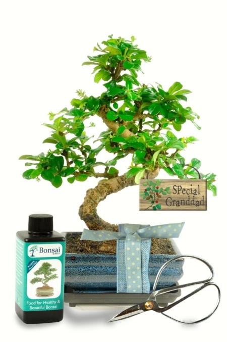 Growing Love: The 'Gift for Grandad' Bonsai—a unique token of admiration, intertwining nature's grace with cherished sentiments