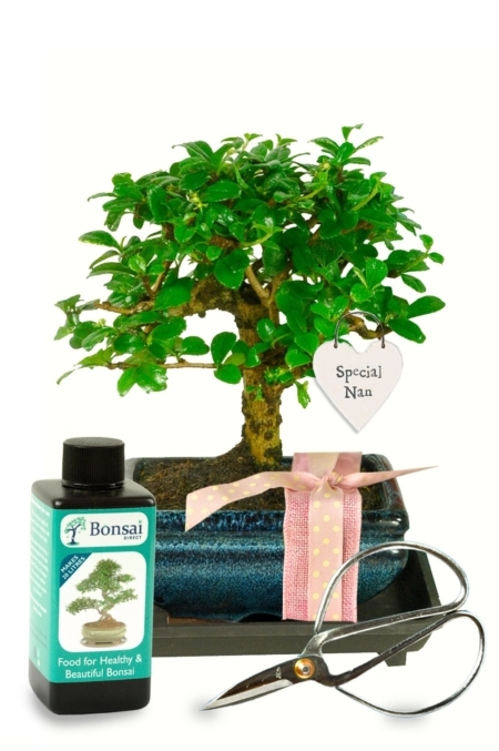 Blossoming Affection: The 'Gift for Nan' Bonsai—a heartfelt gesture, intertwining nature's elegance with cherished love and appreciation