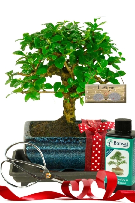 I Love You Flowering Bonsai Tree Gift