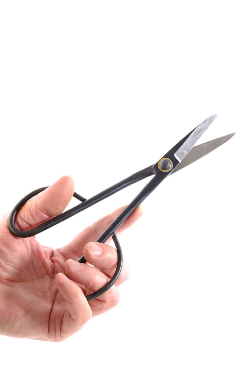A must have tool for pruning indoor & outdoor bonsai trees