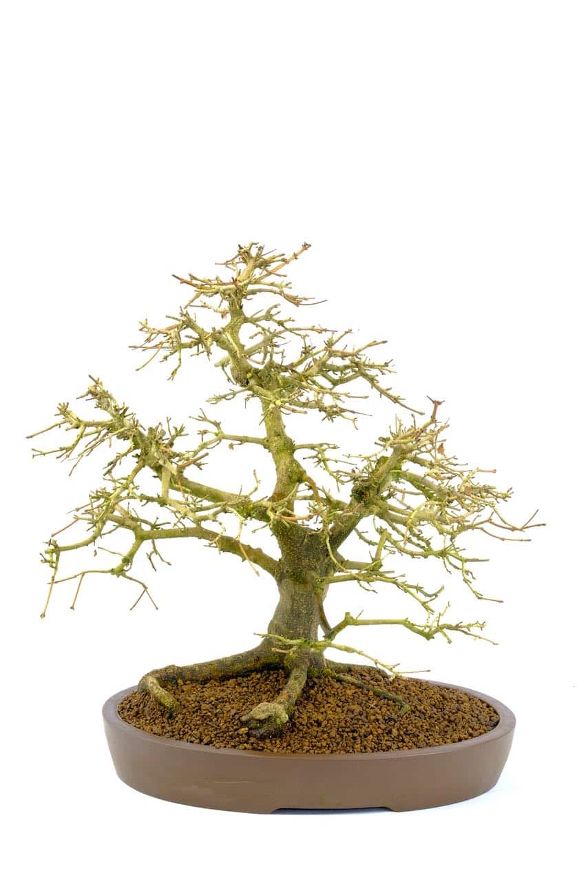 Wondrous branch placement with high refinement