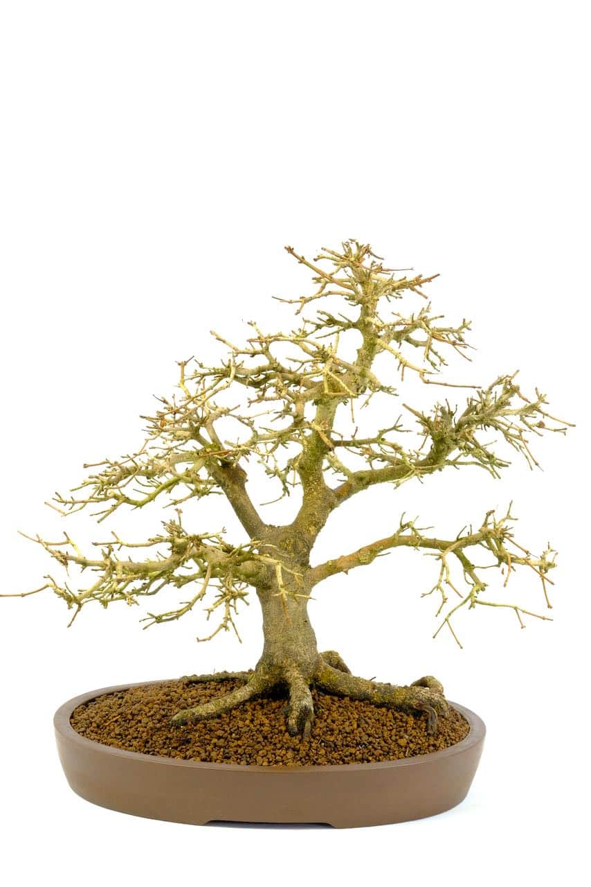 Deciduous state, incredible design