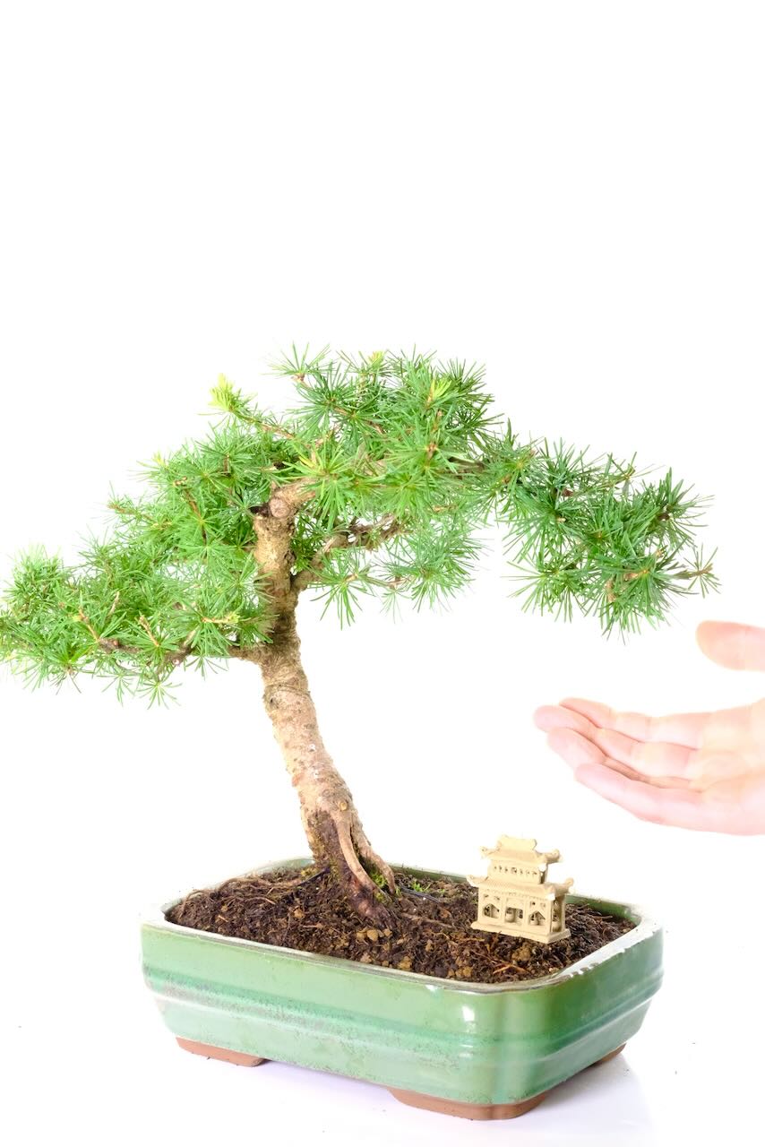 Comes potted in a metallic green ceramic pot