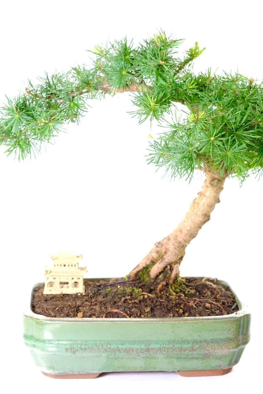 Excellent styling throughout the trunk - I love the root design