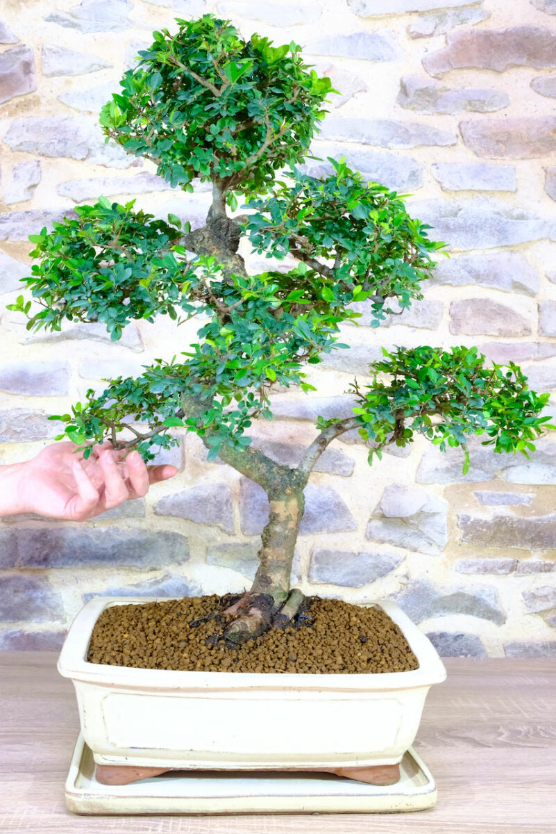 The amazing art of bonsai