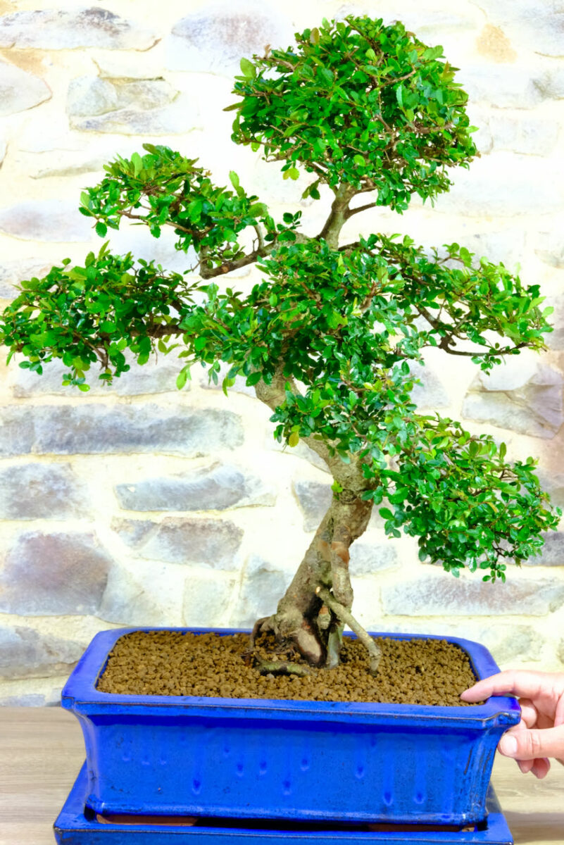 26 year old bonsai for indoors