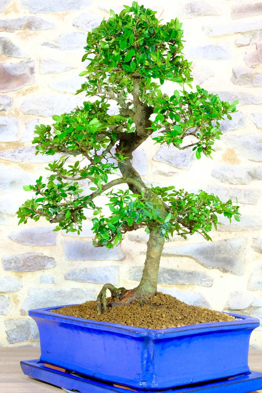 Ulmus parvifolis specimen indoor tree