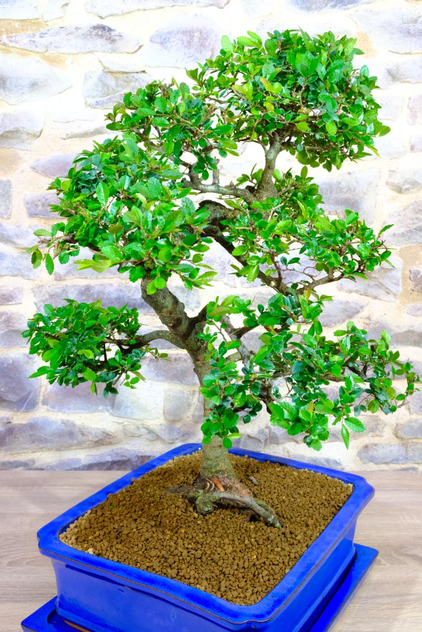 Lovely flaring of the roots