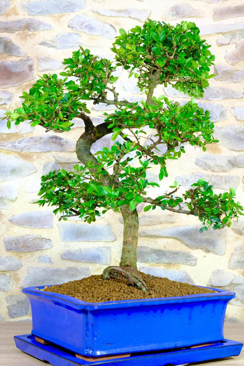 Extremely impressive extra large Bonsai for indoors