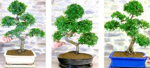 The amazing art of bonsai trees