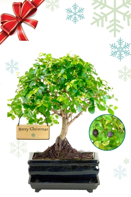 Woodland Style Beginners Indoor Bonsai with Snowflake tag | Beautiful Christmas Gift