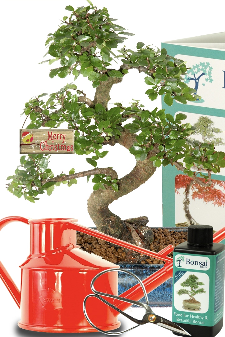 Indoor bonsai beginners Christmas Starter kit