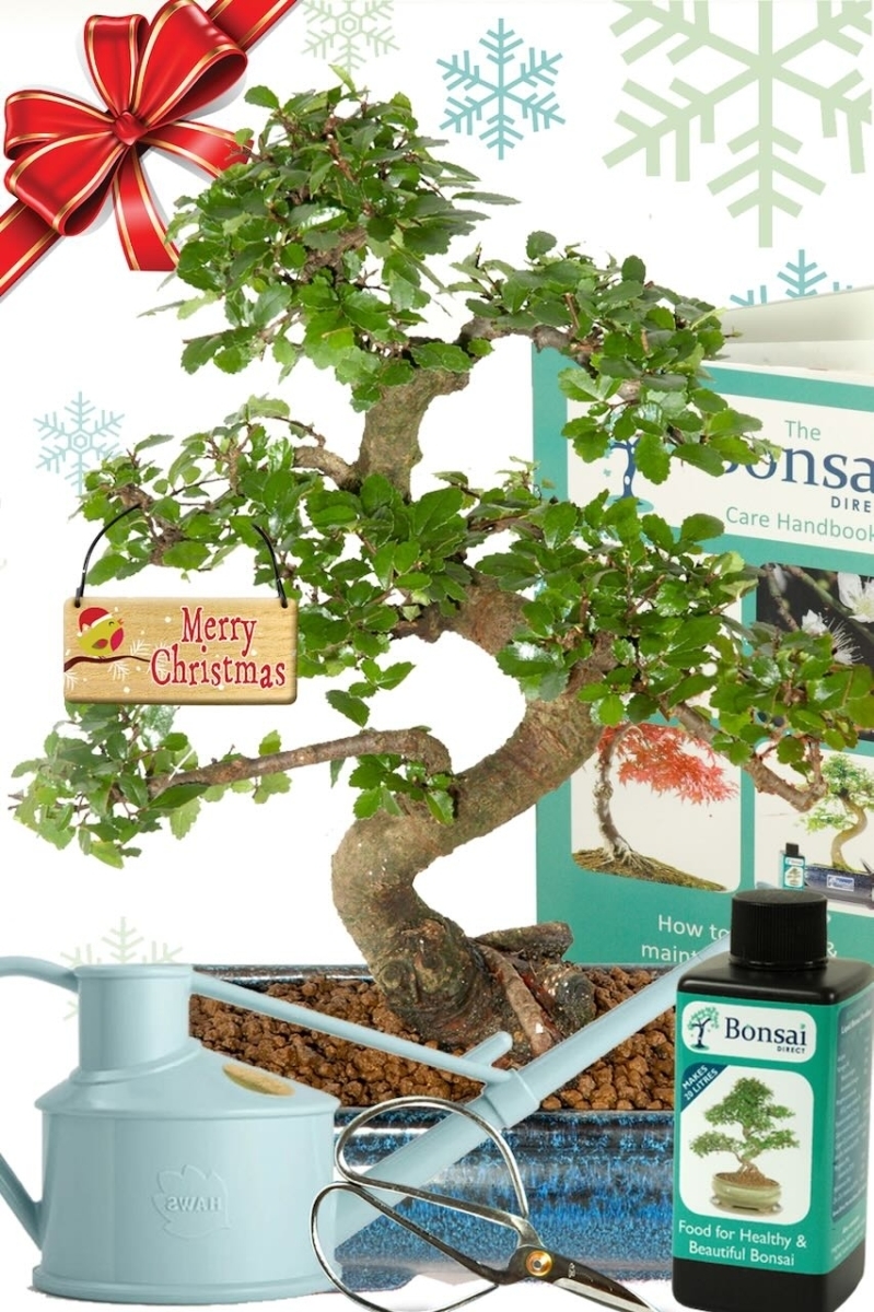 TOP CHRISTMAS BEGINNERS KIT - Twisty Indoor Bonsai Starter Kit Special Offer