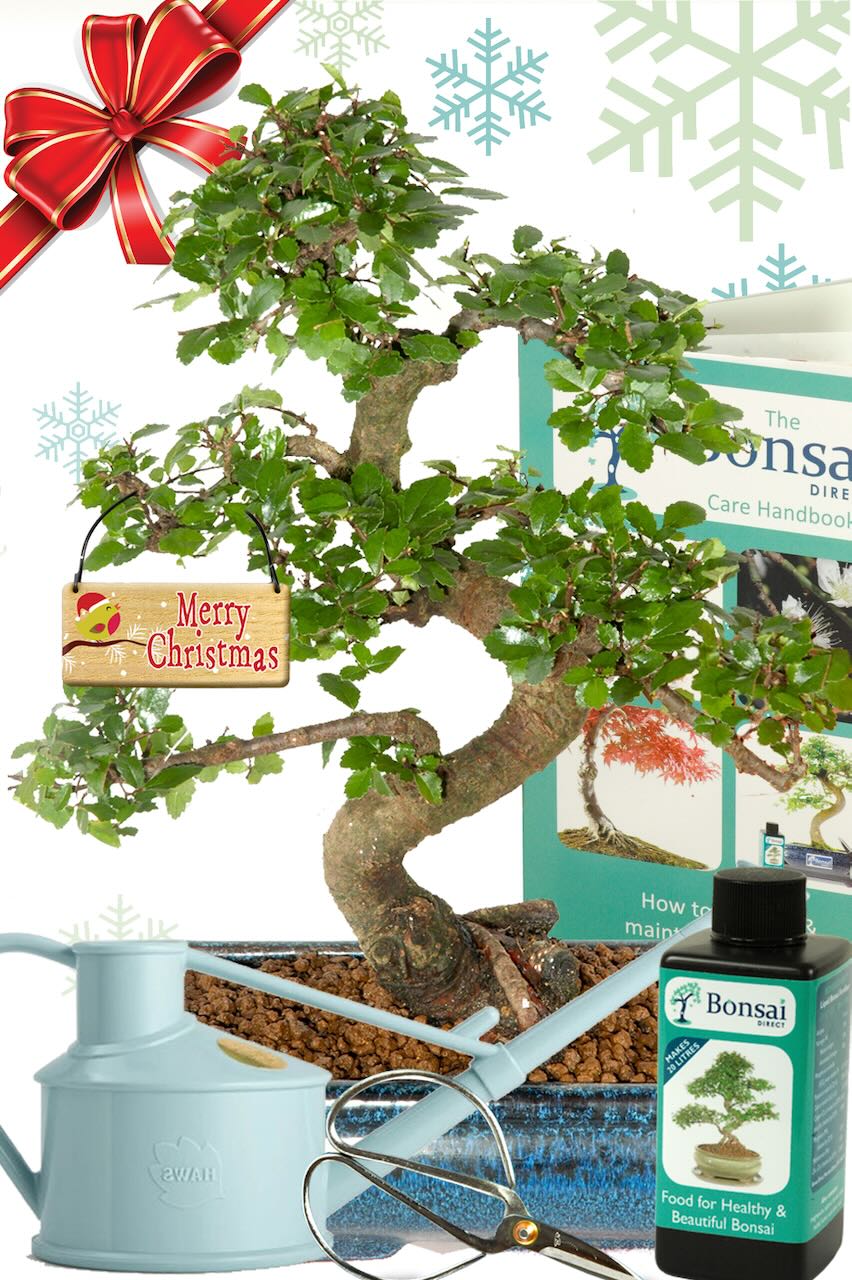 TOP CHRISTMAS BEGINNERS KIT - Christmas Twisty Indoor Bonsai Starter Kit Special Offer