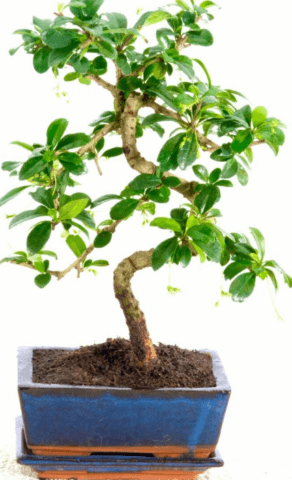 9-year-old flowering Fukien Tea Tree bonsai tree