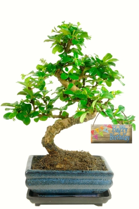 Flowering bonsai tree gift for sale with birthday bunting tag