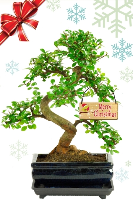 Easy Care Chinese Elm Christmas bonsai tree gift