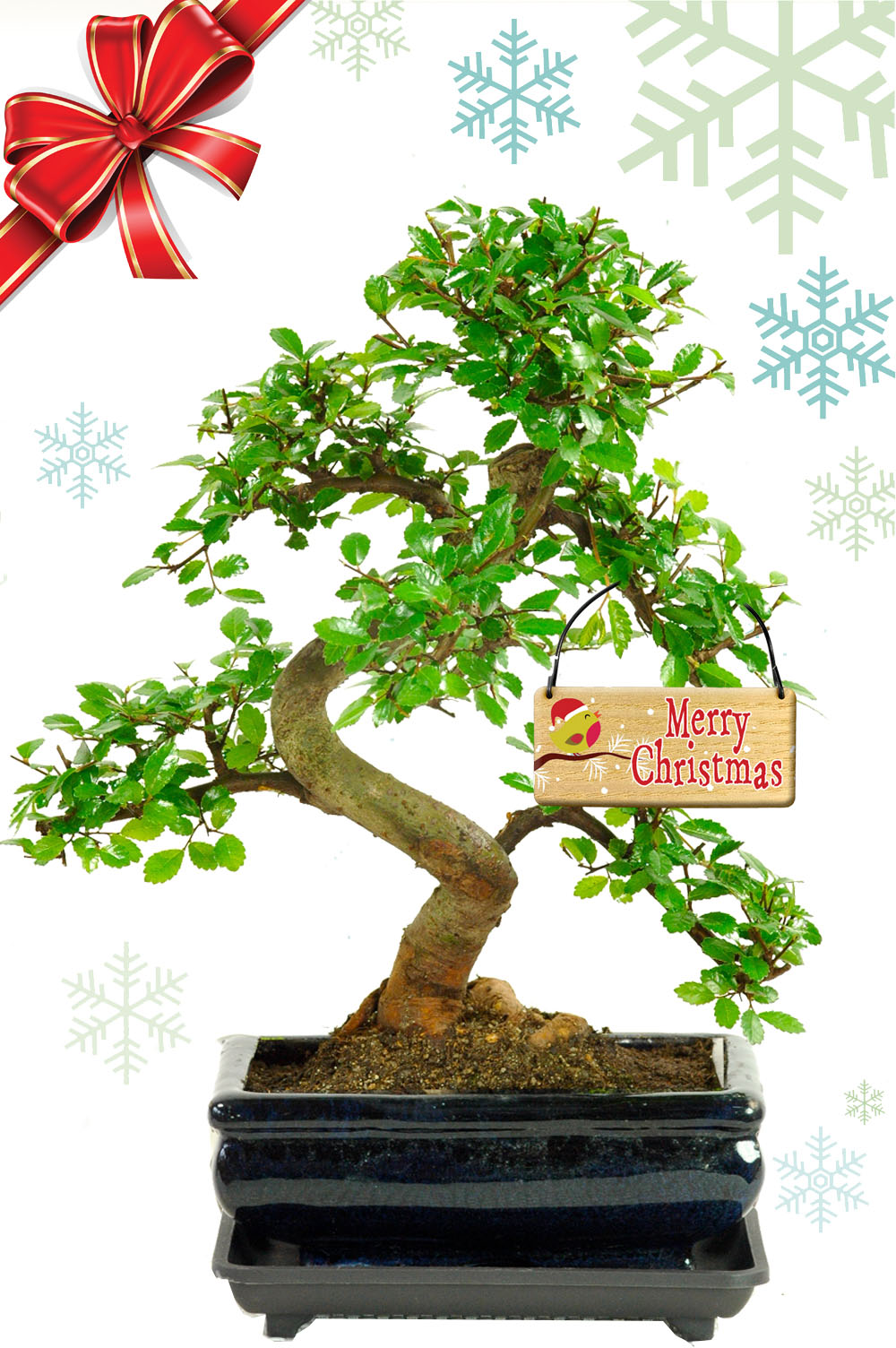 Christmas Plants – Chinese Elm Indoor Bonsai with Christmas Tag