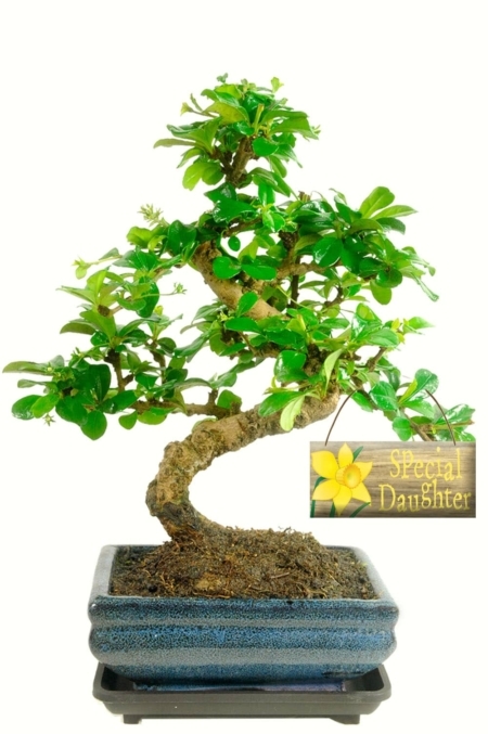 Flowering indoor twisty bonsai special daughter gift