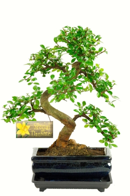 Amazing bonsai gift for a special daughter