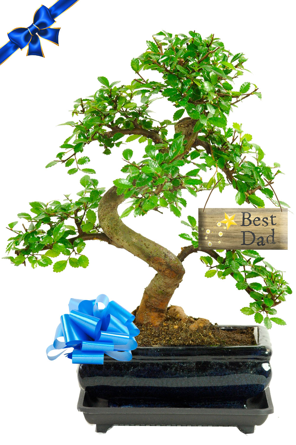 Twisty & twisty bonsai favourite best dad gift