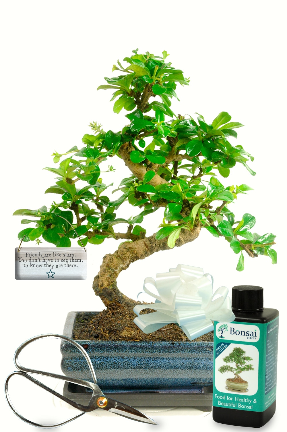 twisty flowering indoor bonsai starter kit Friends are like stars, you don't have to see them to know they are there