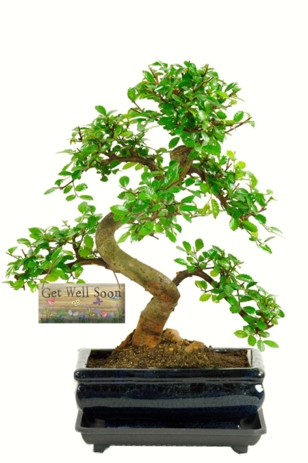 Twiggy and twisty easy care get well soon bonsai gift