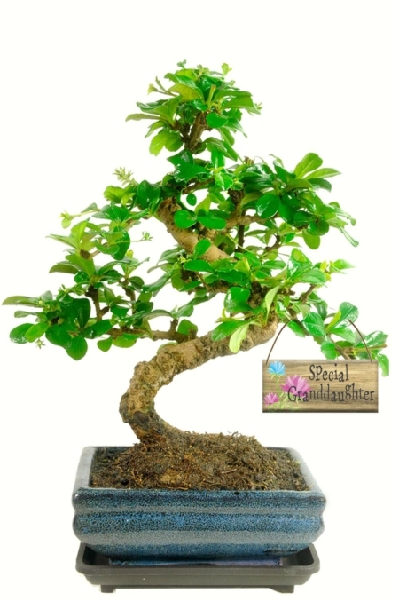 Flowering bonsai tree gift for your special granddaughter