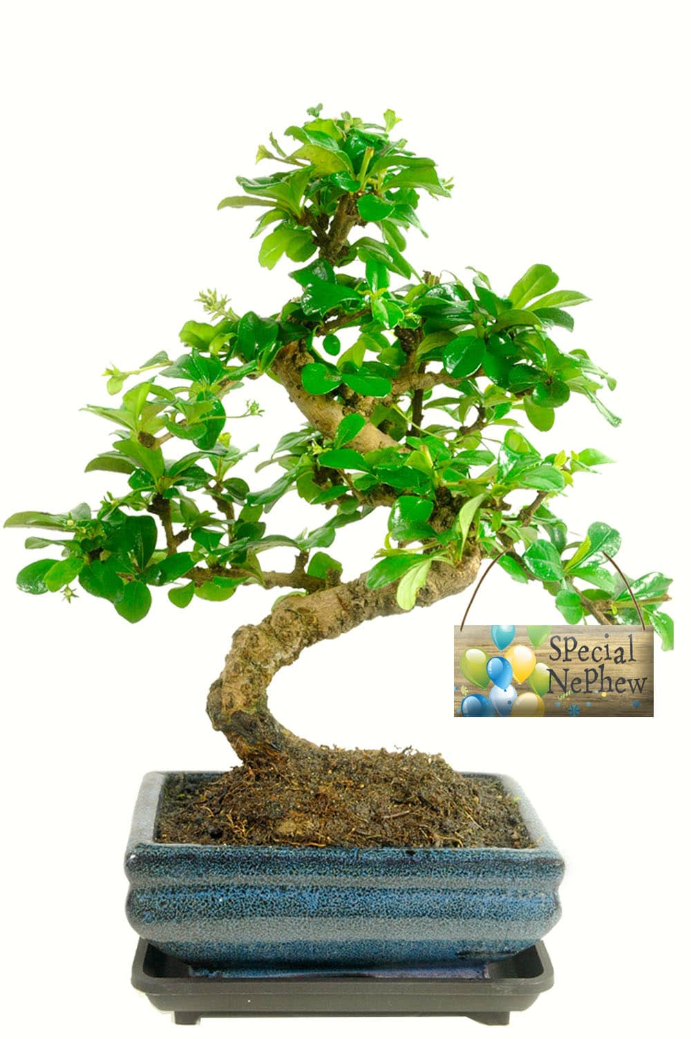 Flowering S-shaped bonsai gift for your nephew