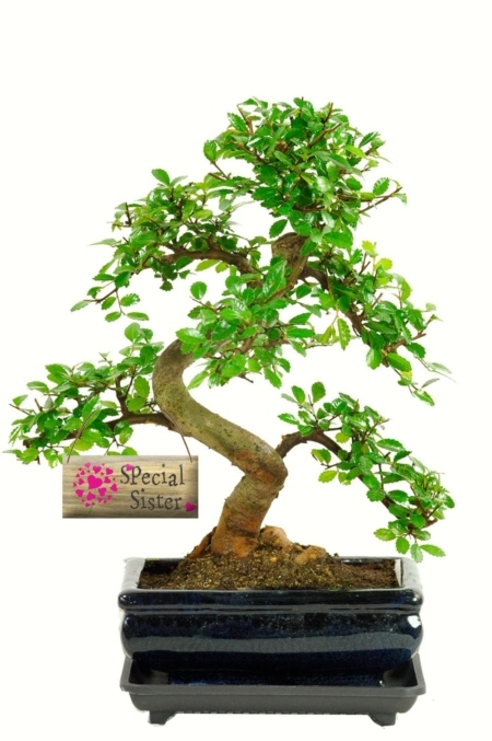 Twisty & twiggy Special sister bonsai tree gift for sale