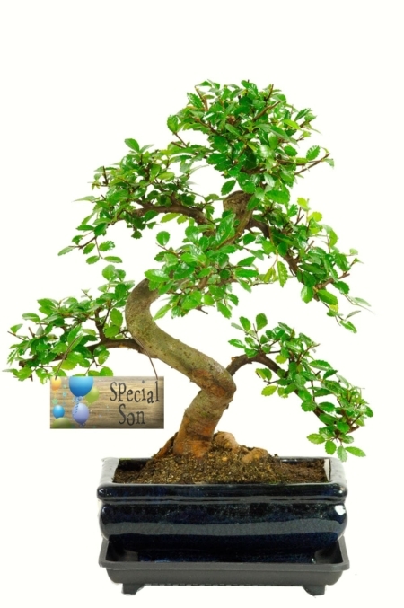 Twisty and twisty bonsai tree favourite for a special son